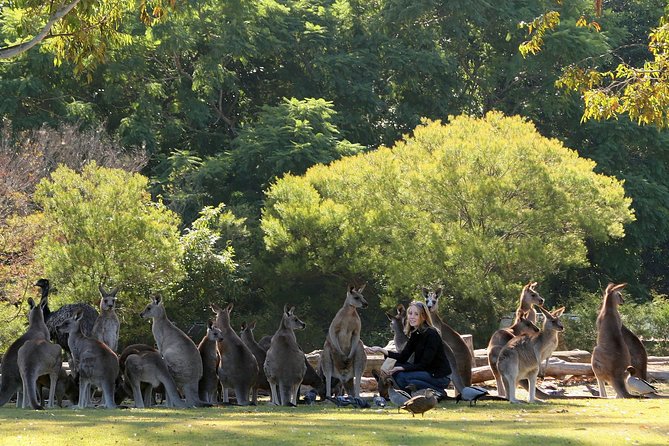 Lone Pine Koala Sanctuary Admission With Brisbane River Cruise - thumb 27