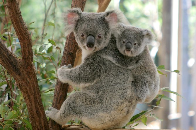 Lone Pine Koala Sanctuary Admission With Brisbane River Cruise - thumb 28