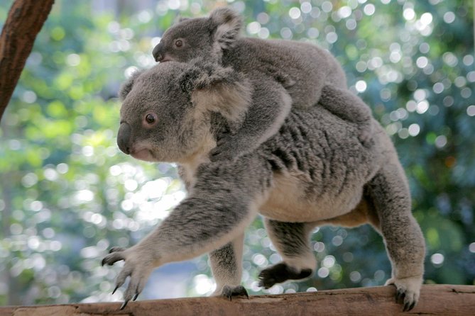 Lone Pine Koala Sanctuary Admission With Brisbane River Cruise - thumb 30