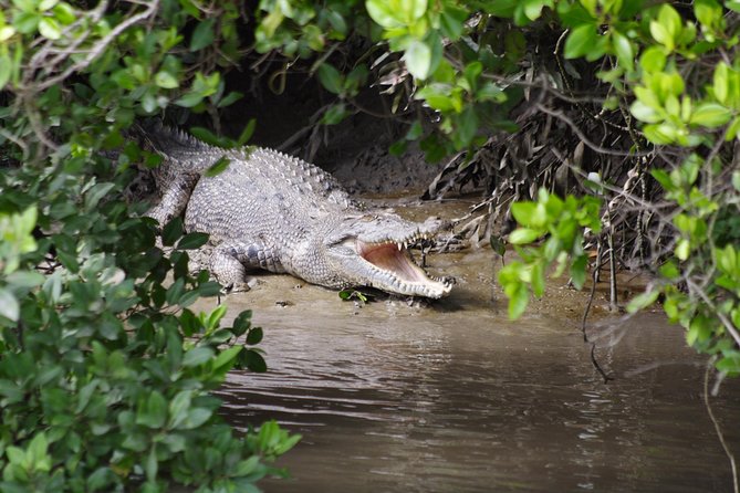 Whitsunday Crocodile Safari Including Lunch - thumb 0