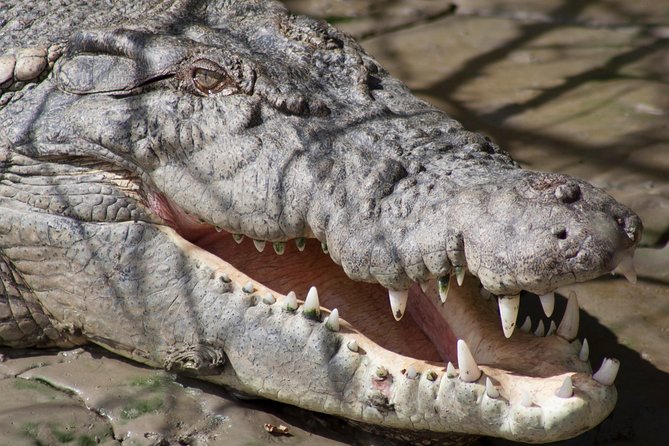Whitsunday Crocodile Safari Including Lunch - thumb 11