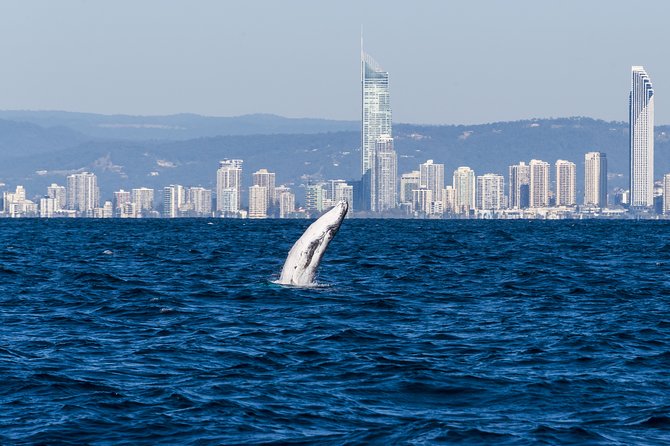 Half-Day Whale Watching And Canal Cruise From Surfers Paradise - thumb 1
