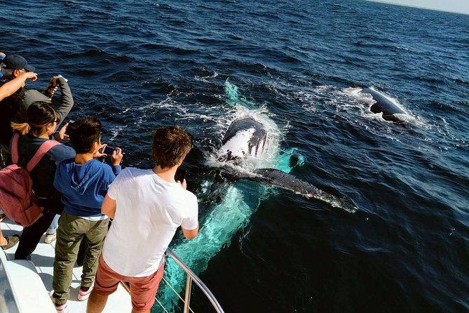 Half-Day Whale Watching And Canal Cruise From Surfers Paradise - thumb 0