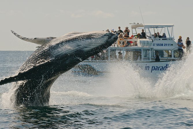 Half-Day Whale Watching And Canal Cruise From Surfers Paradise - thumb 3
