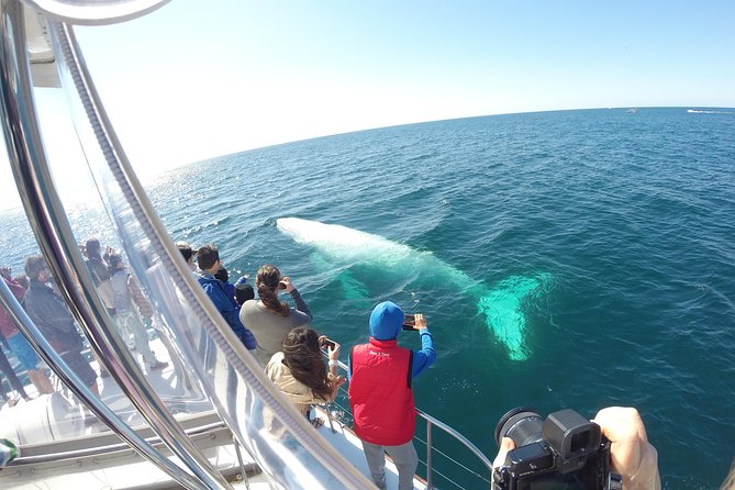 Half-Day Whale Watching And Canal Cruise From Surfers Paradise - thumb 6
