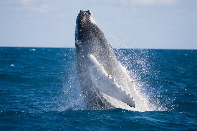 Half-Day Whale Watching And Canal Cruise From Surfers Paradise - thumb 5