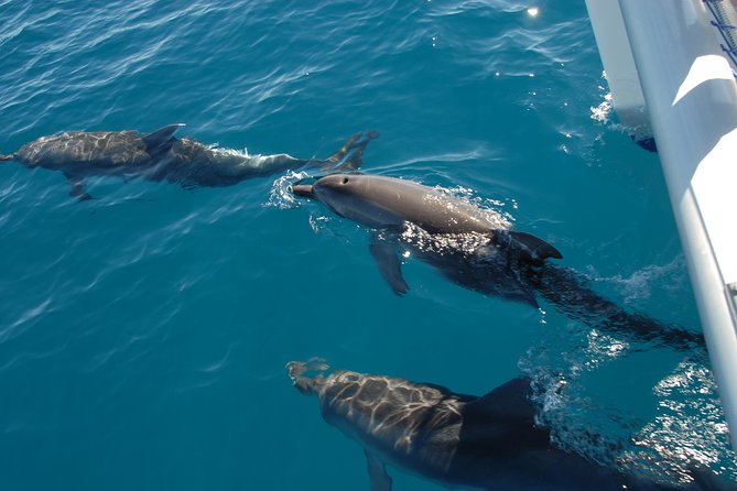 Fraser Island  Dolphin Sailing Adventure - Accommodation in Bendigo