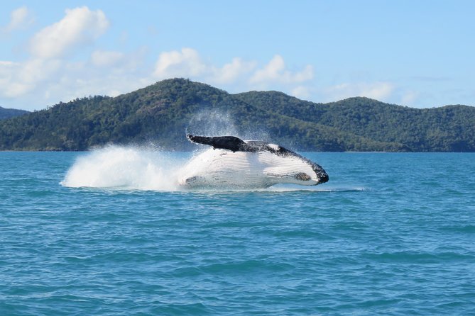 Whitsundays Whale Watching Cruise From Airlie Beach - thumb 0