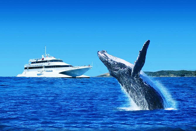 Tangalooma Island Resort Dolphin Viewing Day Cruise With Whale Watching - thumb 0