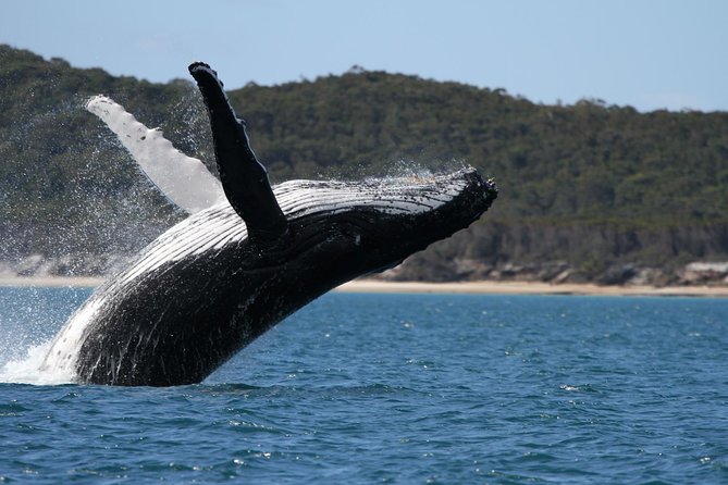 Hervey Bay Ultimate Whale Watching Cruise - thumb 0