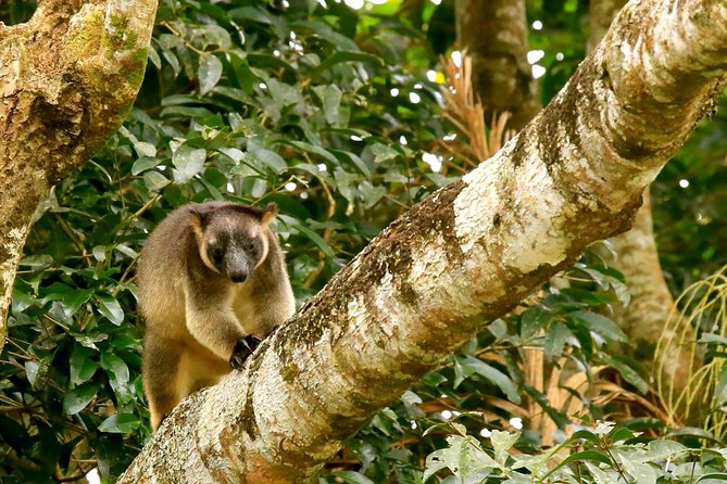 Small-Group Wildlife And Rainforest Tour From Port Douglas - thumb 1