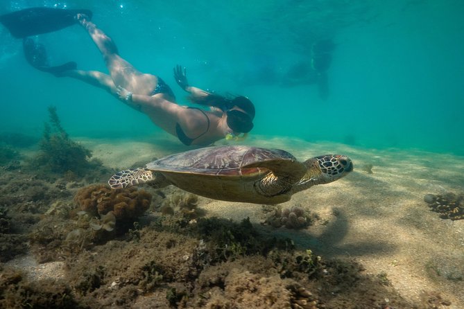 Half Day Low Isles Snorkelling Tour From Port Douglas - thumb 6