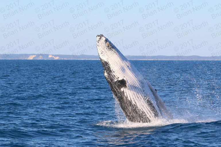 Hervey Bay Whale Watching Cruise - thumb 2