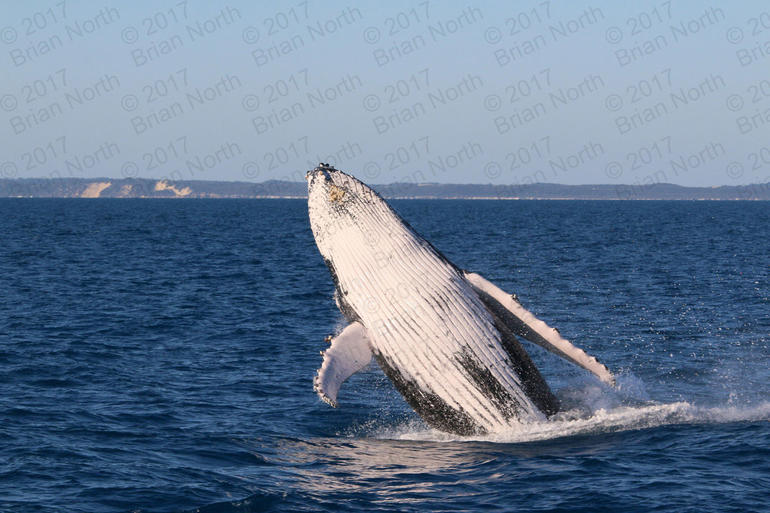 Hervey Bay Whale Watching Cruise - thumb 3