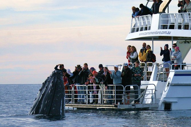 Hervey Bay Whale Watching Cruise - thumb 0