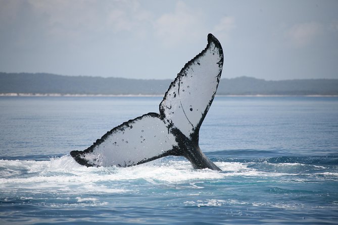 Hervey Bay Whale Watching Cruise - thumb 1