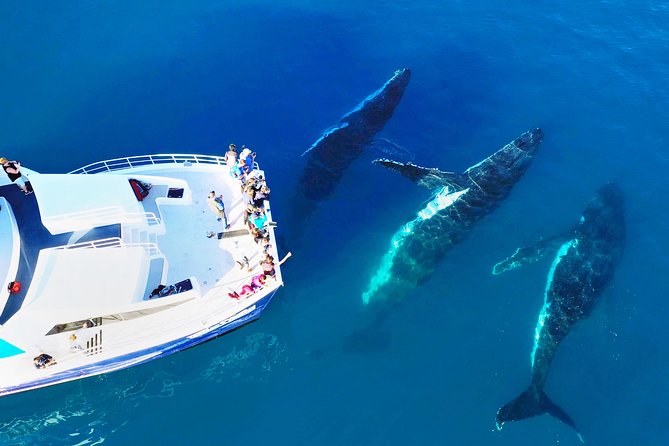 Hervey Bay Whale Watching Cruise - thumb 9