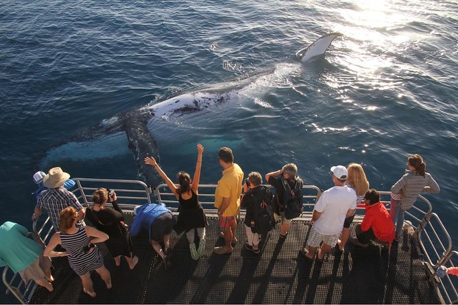 Hervey Bay Whale Watching Cruise - thumb 6