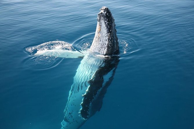 Hervey Bay Whale Watching Cruise - thumb 8