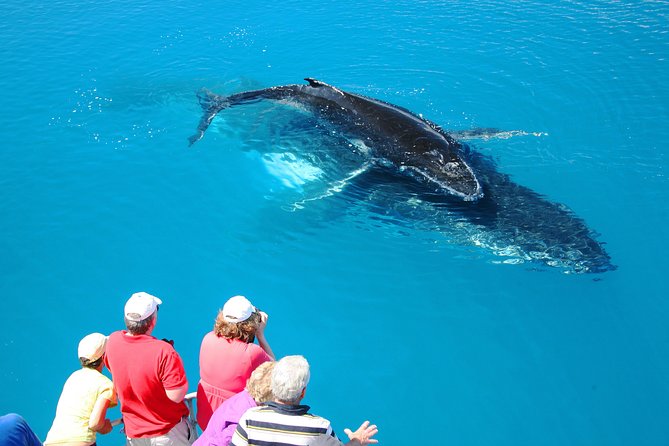 Hervey Bay Whale Watching Cruise - thumb 5