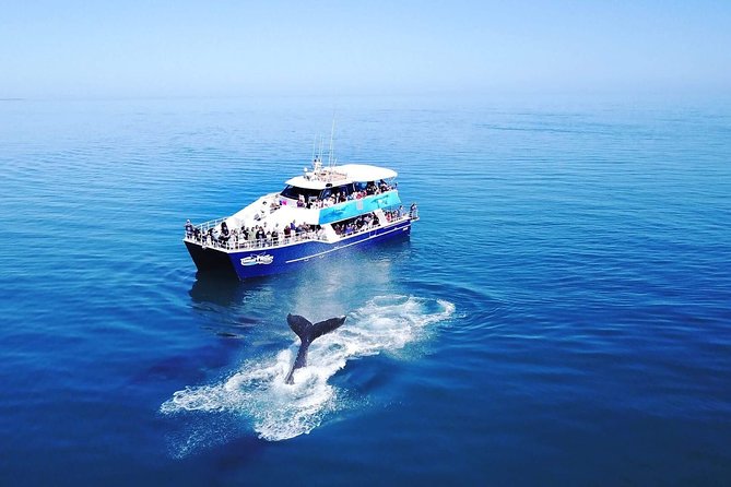 Hervey Bay Whale Watching Cruise - thumb 10