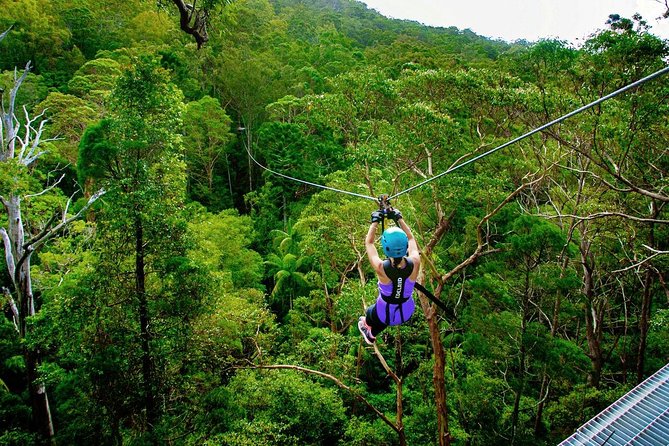 Tamborine Mountain Daily Service Treetop Challenge and Thunderbird Park - Find Attractions