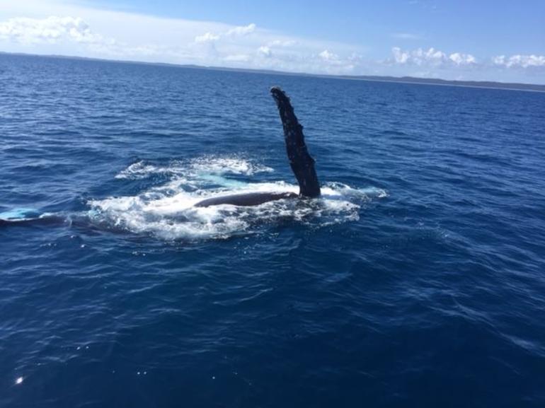 Three-Quarter Day Hervey Bay Premium Whale Watching Cruise - thumb 7