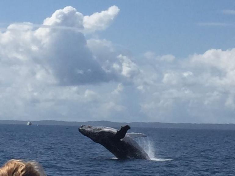 Three-Quarter Day Hervey Bay Premium Whale Watching Cruise - thumb 4