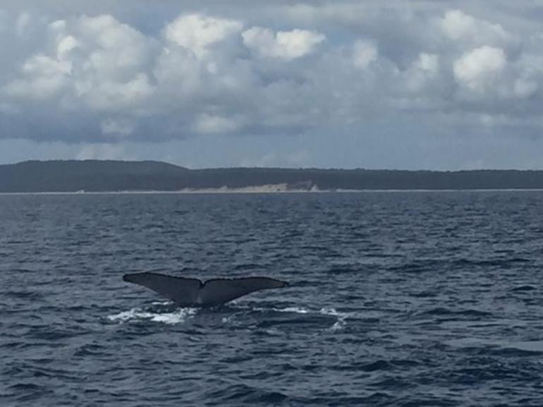 Three-Quarter Day Hervey Bay Premium Whale Watching Cruise - thumb 5