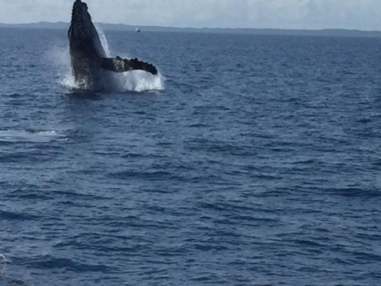 Three-Quarter Day Hervey Bay Premium Whale Watching Cruise - thumb 3