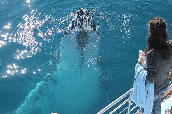 Three-Quarter Day Hervey Bay Premium Whale Watching Cruise - thumb 0