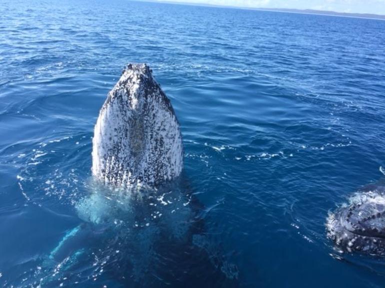 Three-Quarter Day Hervey Bay Premium Whale Watching Cruise - thumb 8