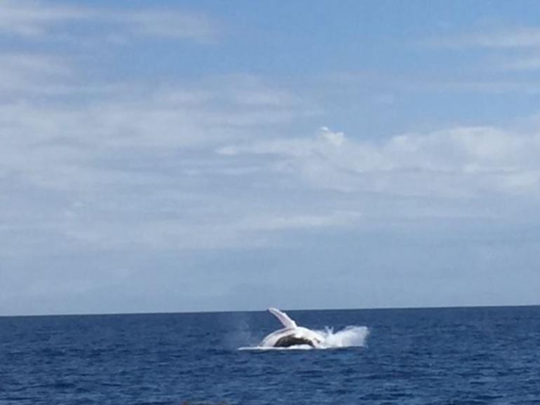 Three-Quarter Day Hervey Bay Premium Whale Watching Cruise - thumb 2