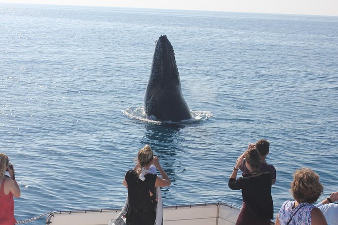 Three-Quarter Day Hervey Bay Premium Whale Watching Cruise - thumb 1
