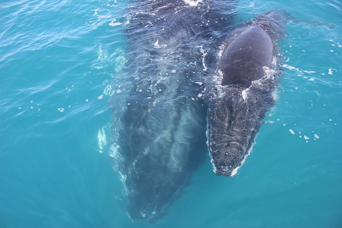 Three-Quarter Day Hervey Bay Premium Whale Watching Cruise - thumb 15