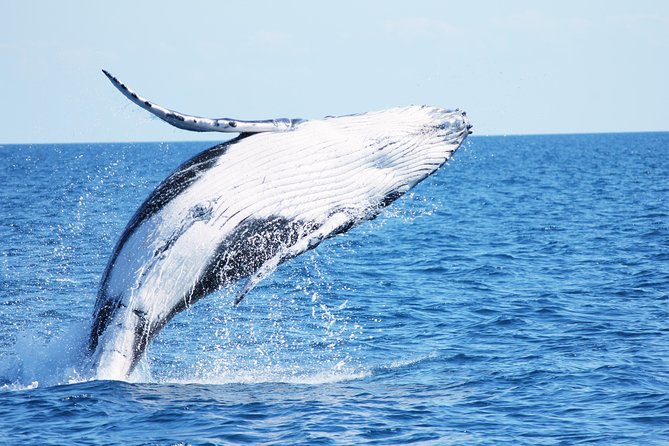 Three-Quarter Day Hervey Bay Premium Whale Watching Cruise - thumb 12