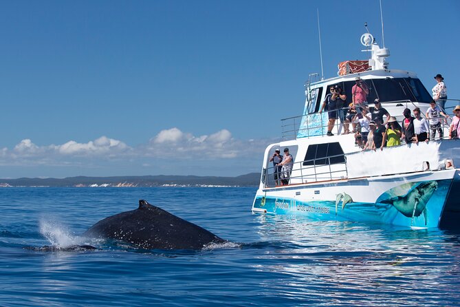 Three-Quarter Day Hervey Bay Premium Whale Watching Cruise - thumb 9