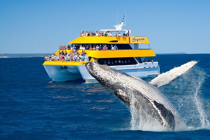 Spirit Of Hervey Bay Whale Watching Cruise - thumb 0