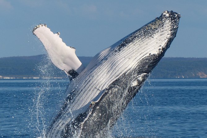 Spirit Of Hervey Bay Whale Watching Cruise - thumb 1