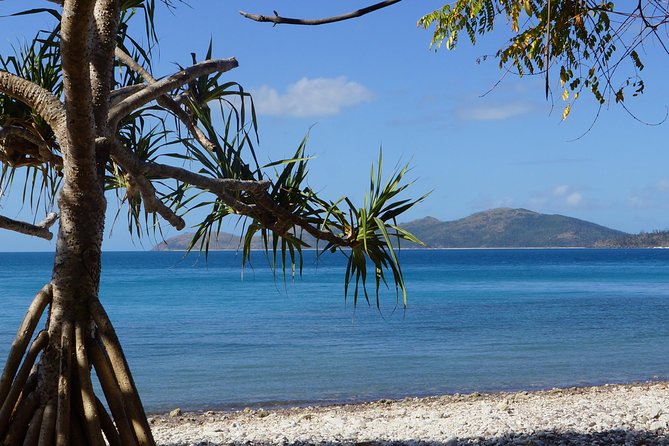Conway National Park Coral Beach Walk Including Shute Harbour From Airlie Beach - thumb 1