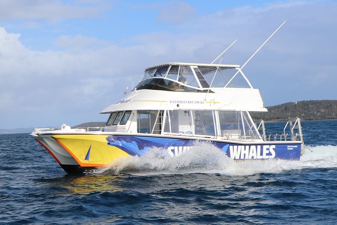 Hervey Bay Whale Swim And Watch - thumb 2
