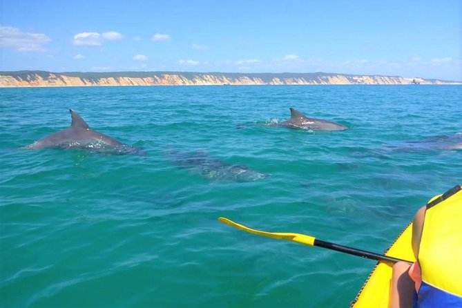 Half-Day Kayak with Dolphins and 4WD Beach Drive from Rainbow Beach - Accommodation Main Beach