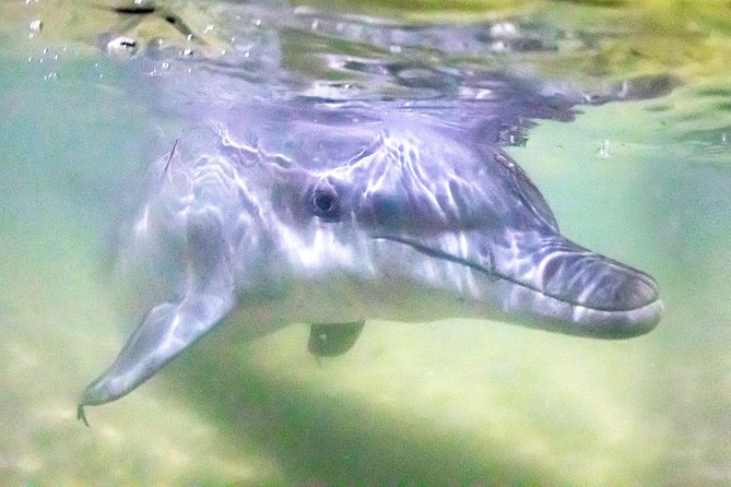 Premium Dolphin Feeding Day Cruise To Tangalooma Island Resort On Moreton Island - ACT Tourism 0