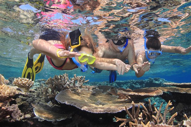 Calypso Outer Great Barrier Reef Cruise From Port Douglas - Find Attractions 10
