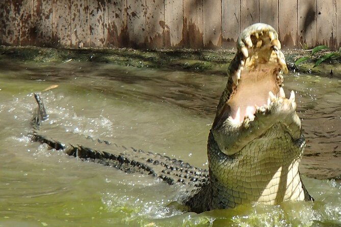 Hartley\'s Crocodile Adventures Day Trip From Palm Cove - Accommodation ACT 4