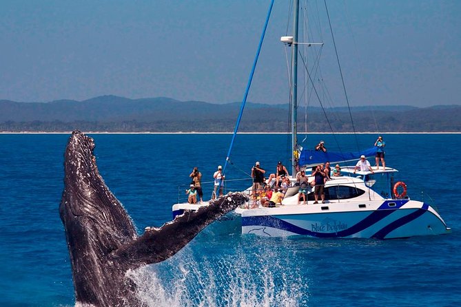 Blue Dolphin Exclusive Whale Watch Encounters - ACT Tourism 0