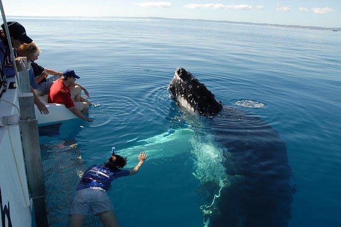 Blue Dolphin Exclusive Whale Watch Encounters - Accommodation ACT 1