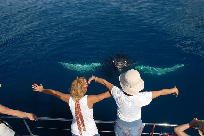 Blue Dolphin Exclusive Whale Watch Encounters - ACT Tourism 3