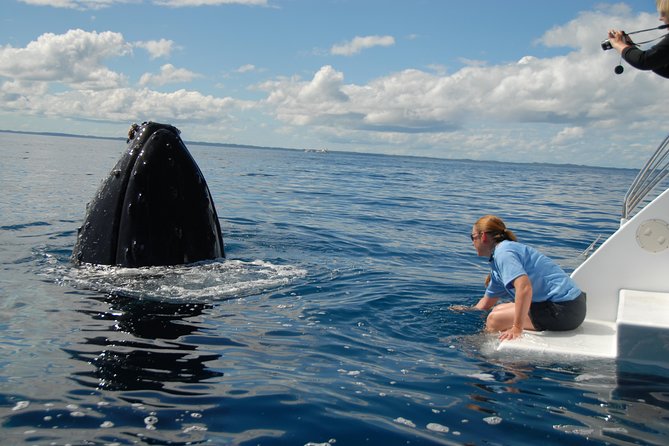 Blue Dolphin Exclusive Whale Watch Encounters - ACT Tourism 7