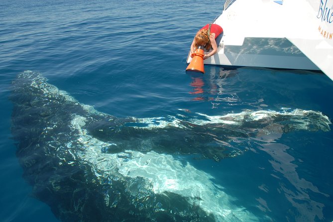 Blue Dolphin Exclusive Whale Watch Encounters - ACT Tourism 4